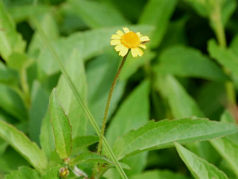 沼蔓菊（ヌマツルギク）