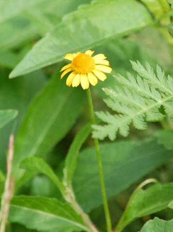 沼蔓菊（ヌマツルギク）