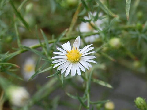 木立紺菊（キダチコンギク）
