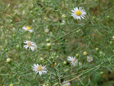 木立紺菊（キダチコンギク）