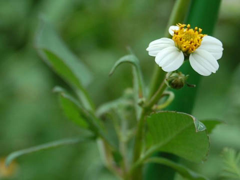 小白の栴檀草（コシロノセンダングサ）