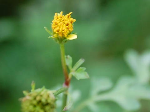小葉の栴檀草（コバノセンダングサ）
