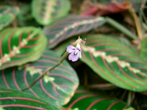 紅紋様蕉（ベニモンヨウショウ）