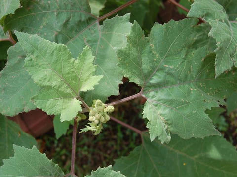 大雄菜揉み（オオオナモミ）