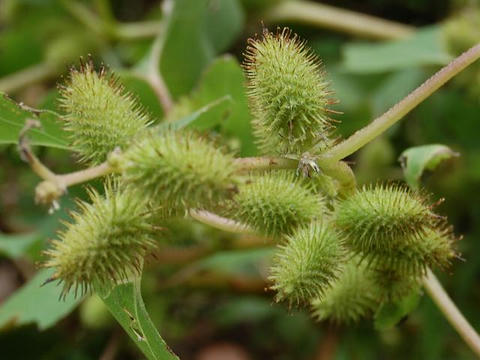 毬雄菜揉み（イガオナモミ）
