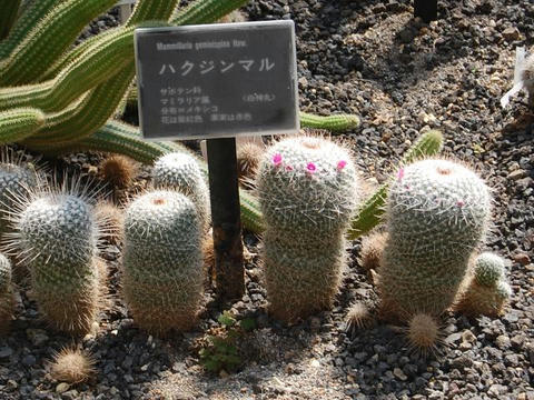 マミラリア・ゲミニスピナ