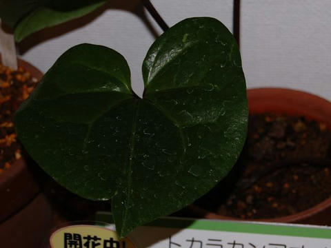 吐喝喇寒葵（トカラカンアオイ）