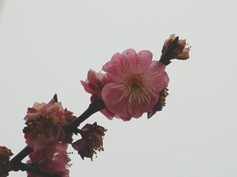 寒衣（カンゴロモ）