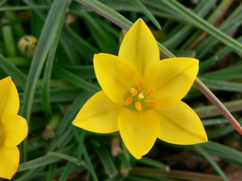 黄花花韮（キバナハナニラ）