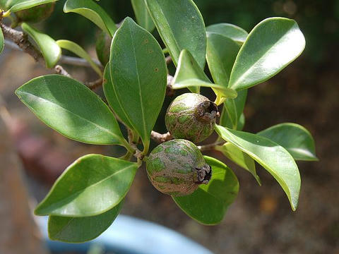 照葉蕃石榴 テリハバンジロウ 新 花の仲間調べ