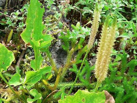 日陰の葛 ヒカゲノカズラ 新 花の仲間調べ