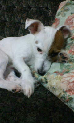 wishbone