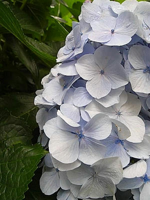 紫陽花弐