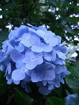 紫陽花九