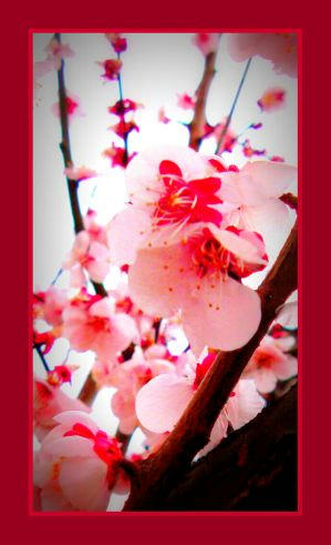 花札