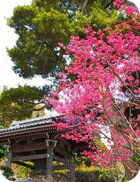長谷寺