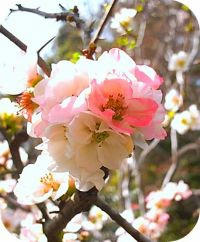 長谷寺