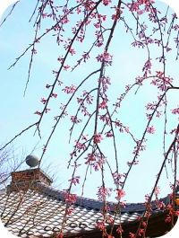 長谷寺