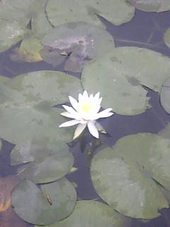 一輪だけ咲く