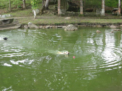 池で泳ぐ犬