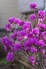 IMGP6585.jpg