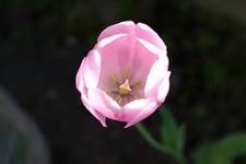 IMGP7995.jpg