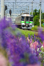 IMGP8198.jpg