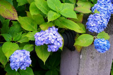 IMGP9119.jpg