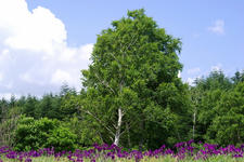 _IGP4675.jpg