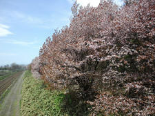CA3J0465-1.JPG