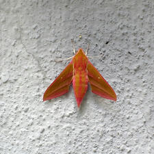 CA3J0217.JPG