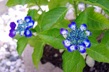 _IGP8360.jpg