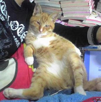 いやん☆ミ
