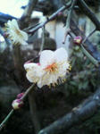 ume.JPG