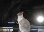 game-cat.JPG
