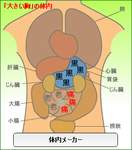 体内メーカー大きい胸