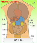 体内メーカー大きい胸