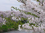 満開通り越して既に葉桜気味…