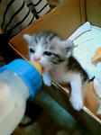 cat9.jpg