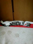 cat85.jpg