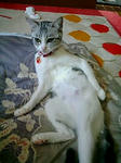 cat97.jpg