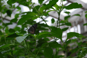 DSC_0297.jpg