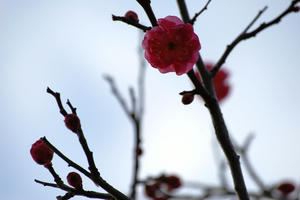 DSC_1069.jpg
