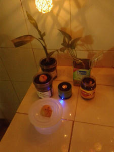 音楽鑑賞with植物