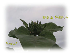 20090721b.jpg