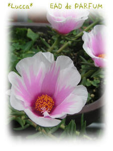 20090723a.jpg