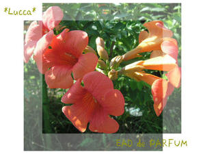 20090801b.jpg