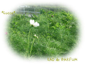 20090802b.jpg