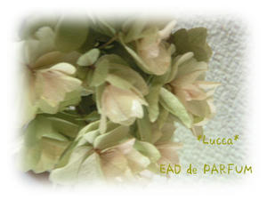 20090804a.jpg