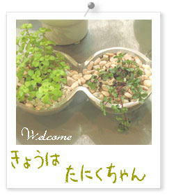 20090806c.jpg